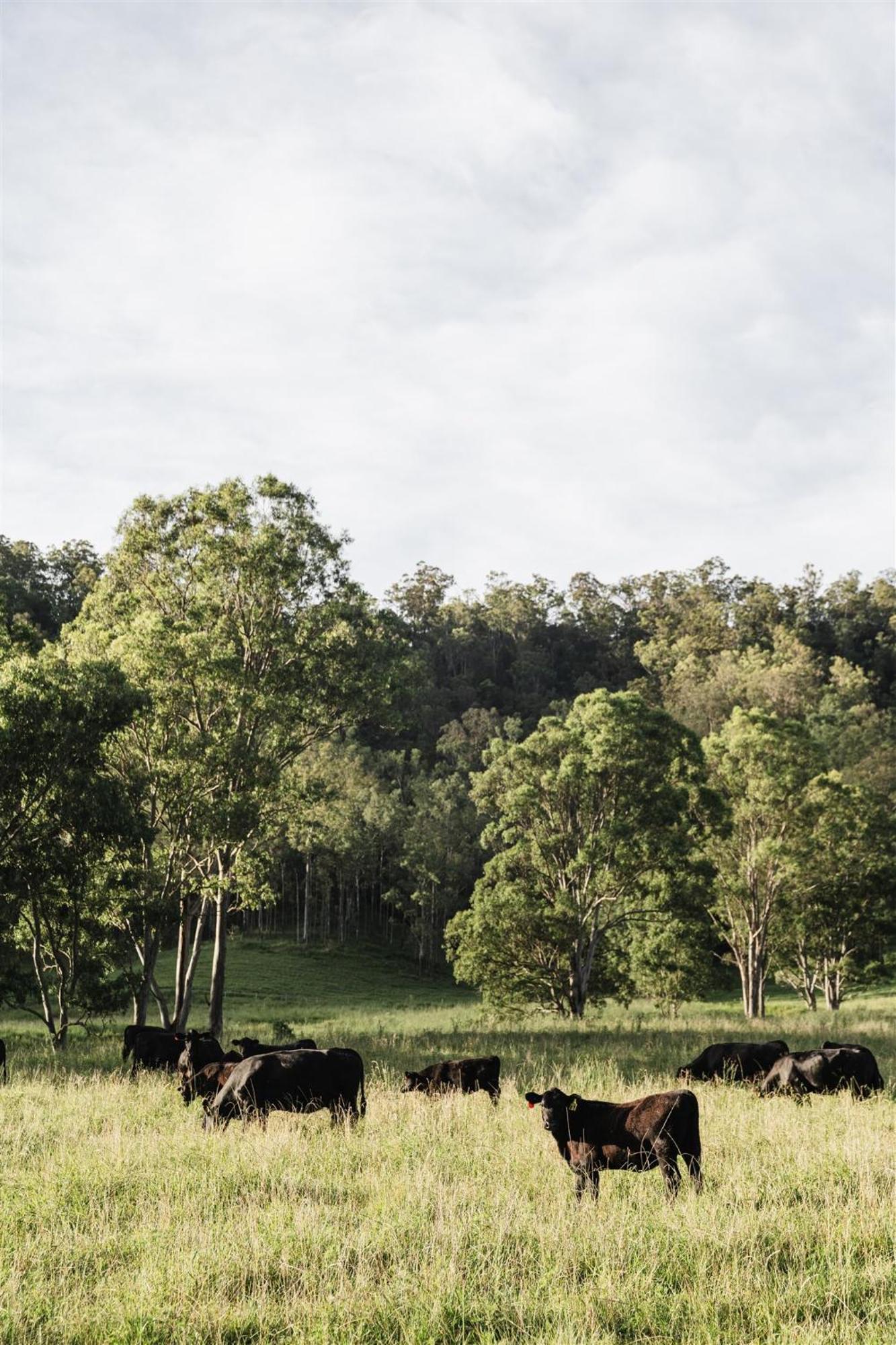 The Creek Cottage, Findon Farm Grevillia Exteriör bild